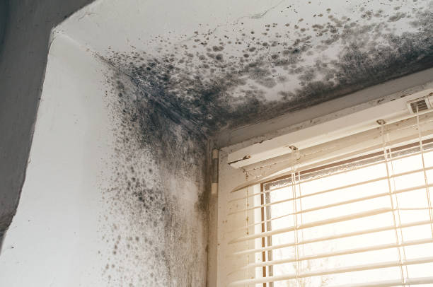 Affordable Mold Cleanup solutions in Bellwood, PA